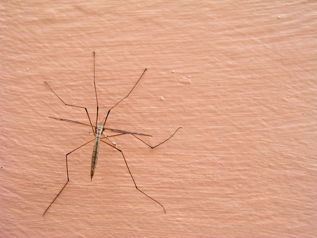 Mosquito Hawkon Wooden Surface Wallpaper