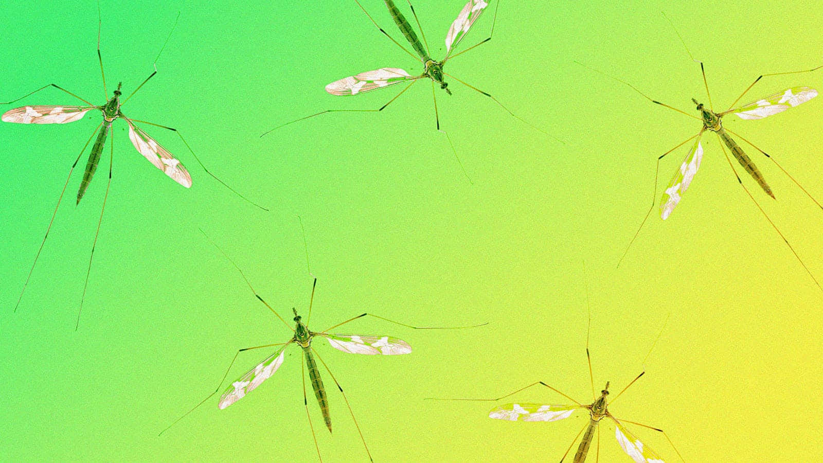 Mosquito Hawks Against Green Background Wallpaper