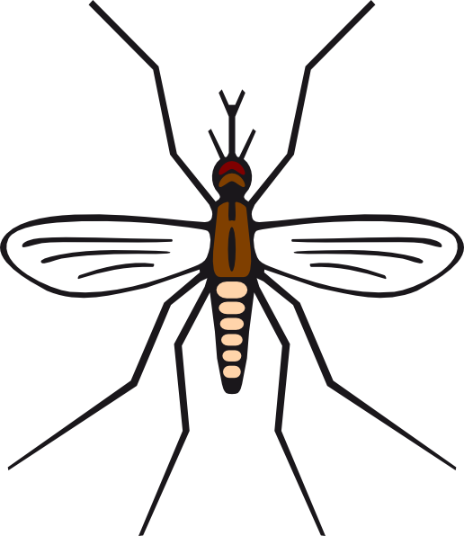 Mosquito Illustration Vector PNG