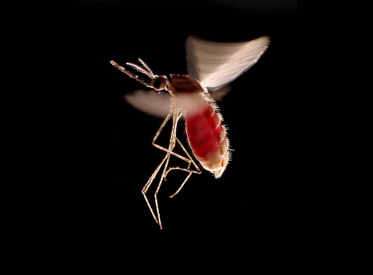 Mosquito In Flight Wallpaper