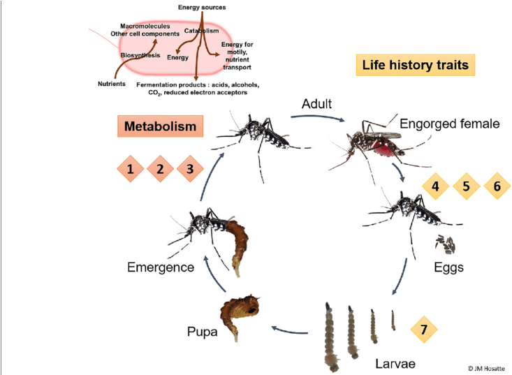 Mosquito Life Cycleand Metabolism PNG