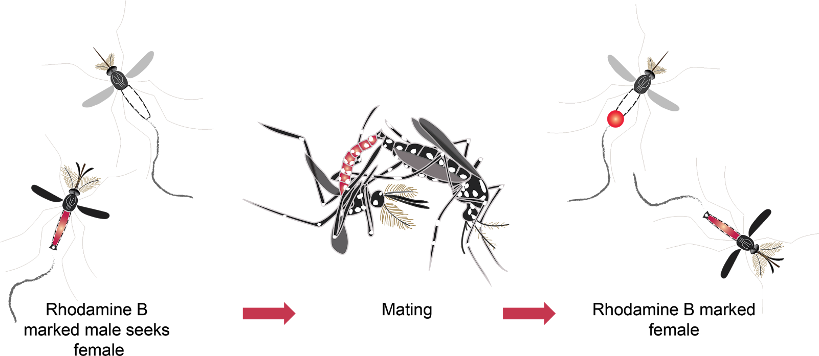 Mosquito Mating Behavior Illustration PNG