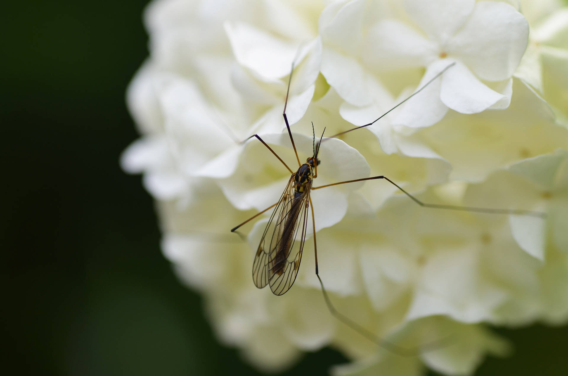 Mosquito On A Flower Bouqet Wallpaper