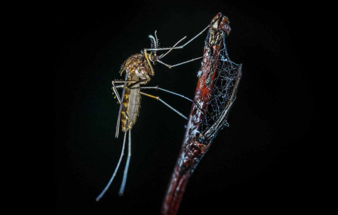 Mosquitoen Una Ramita Envuelta En Una Telaraña. Fondo de pantalla