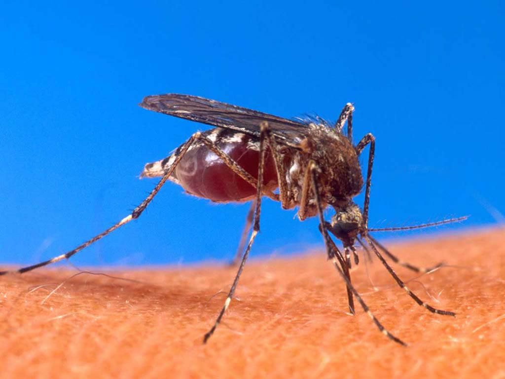Mosquito On Human Skin Wallpaper