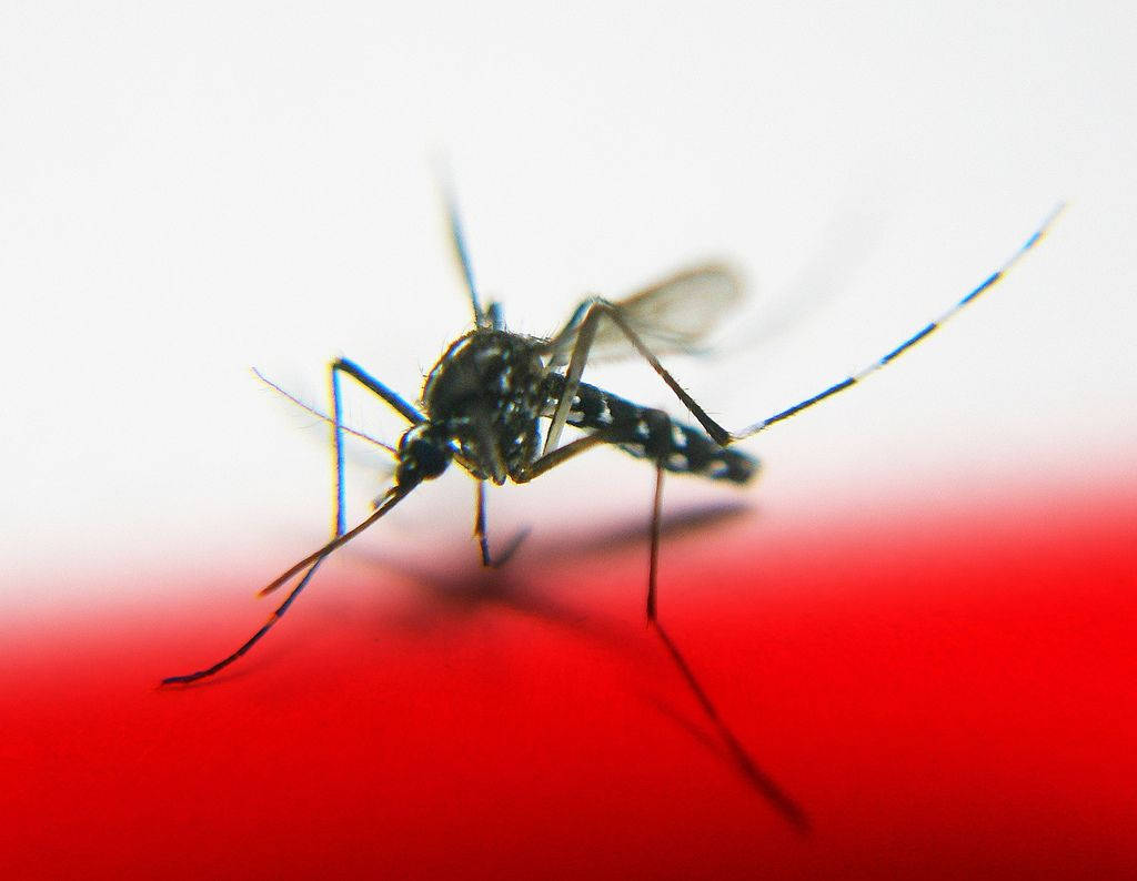 Mosquito On Red And White Surface Wallpaper