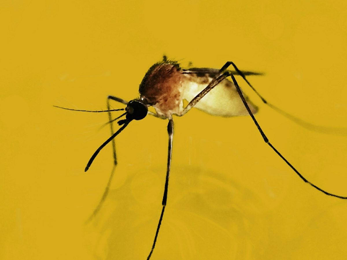Mosquito On Yellow Surface Wallpaper