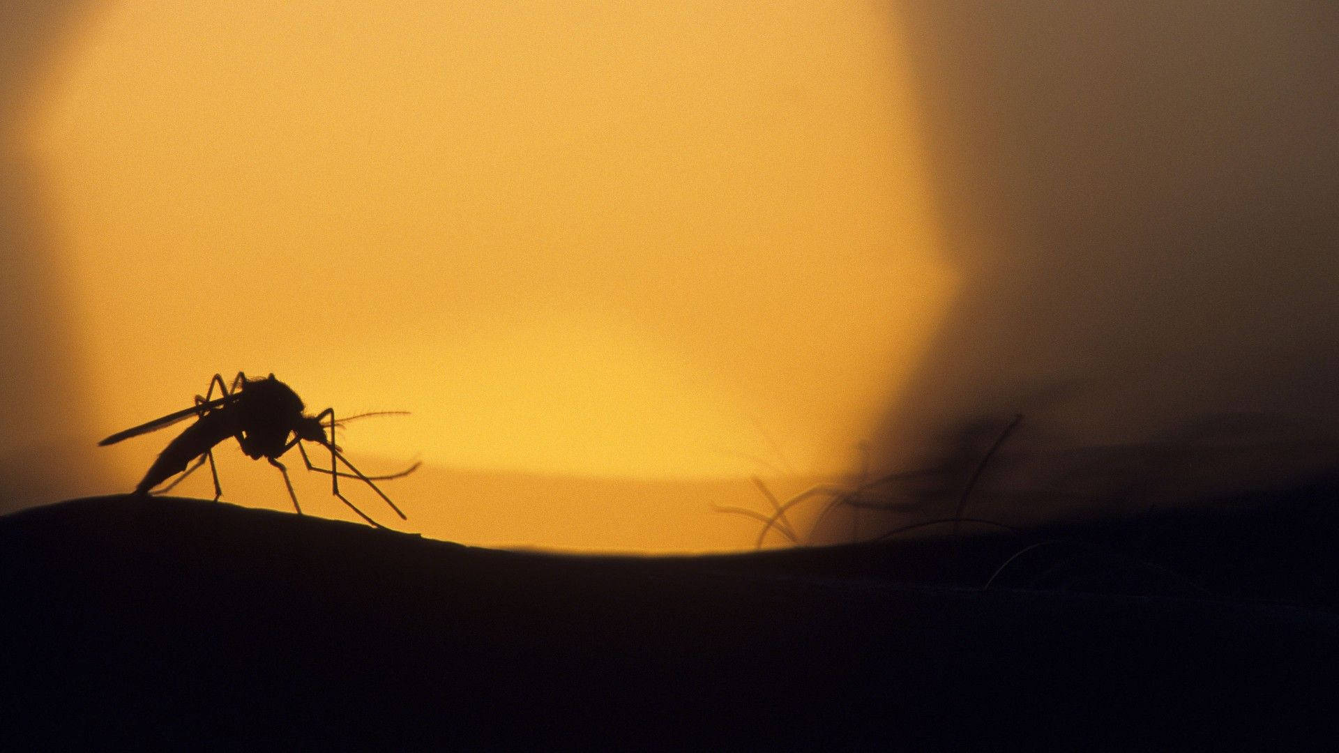 Lasombra Del Mosquito Durante La Puesta De Sol. Fondo de pantalla
