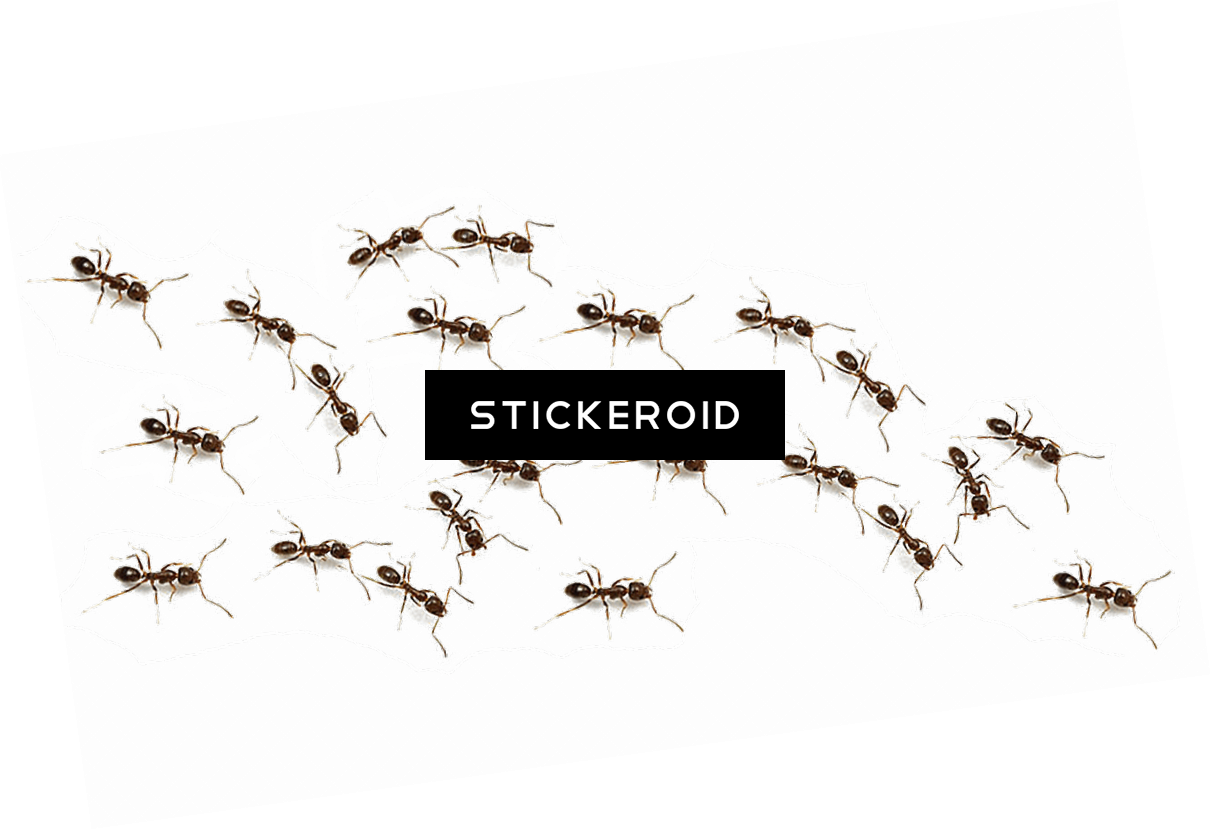 Mosquito Stickeroid Graphic PNG