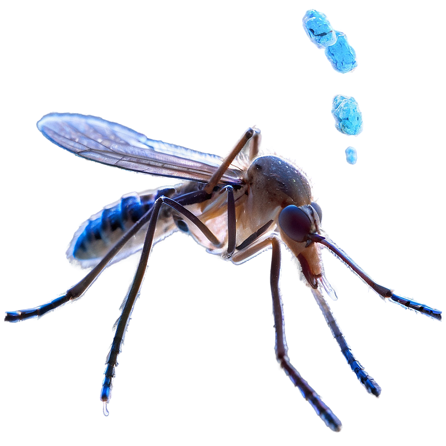 Mosquito Under Microscope Png 24 PNG