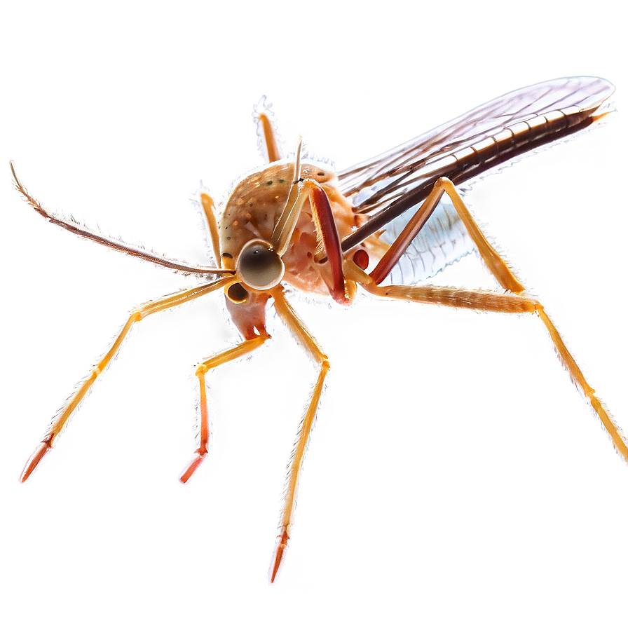 Mosquito Under Microscope Png 73 PNG