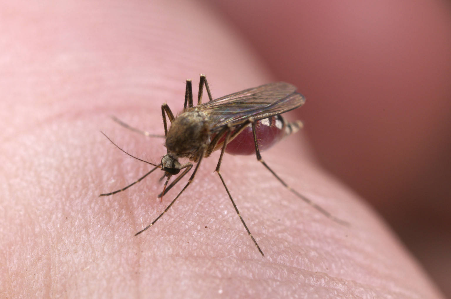 Mosquito With Proboscis Plunged Into Human Flesh Wallpaper