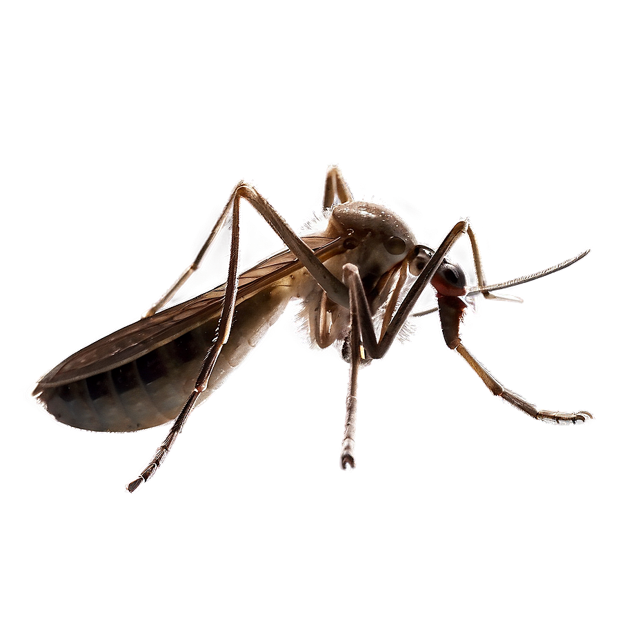 Download Mosquito With Transparent Background Png Ilb | Wallpapers.com