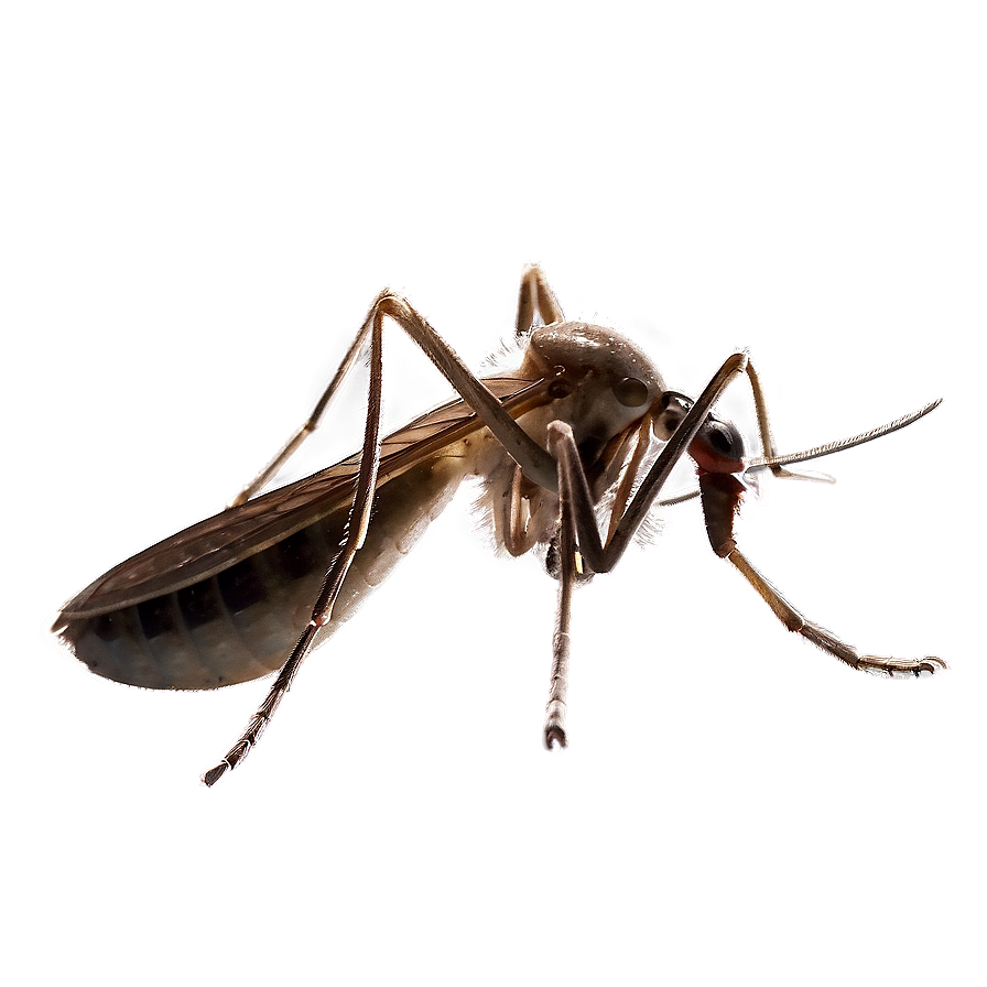 Mosquito With Transparent Background Png Ilb PNG