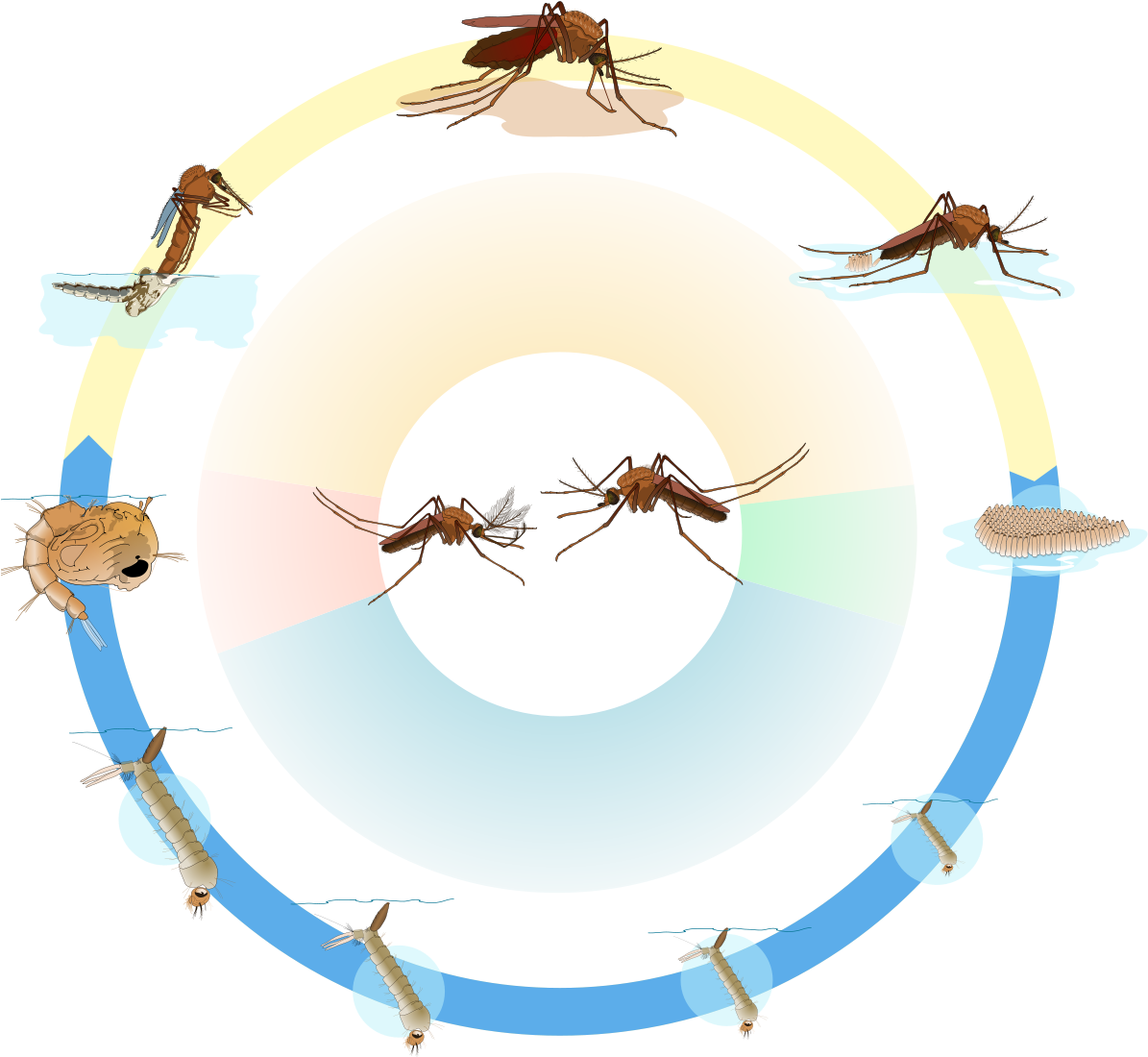 Mosquito_ Lifecycle_ Illustration.png PNG