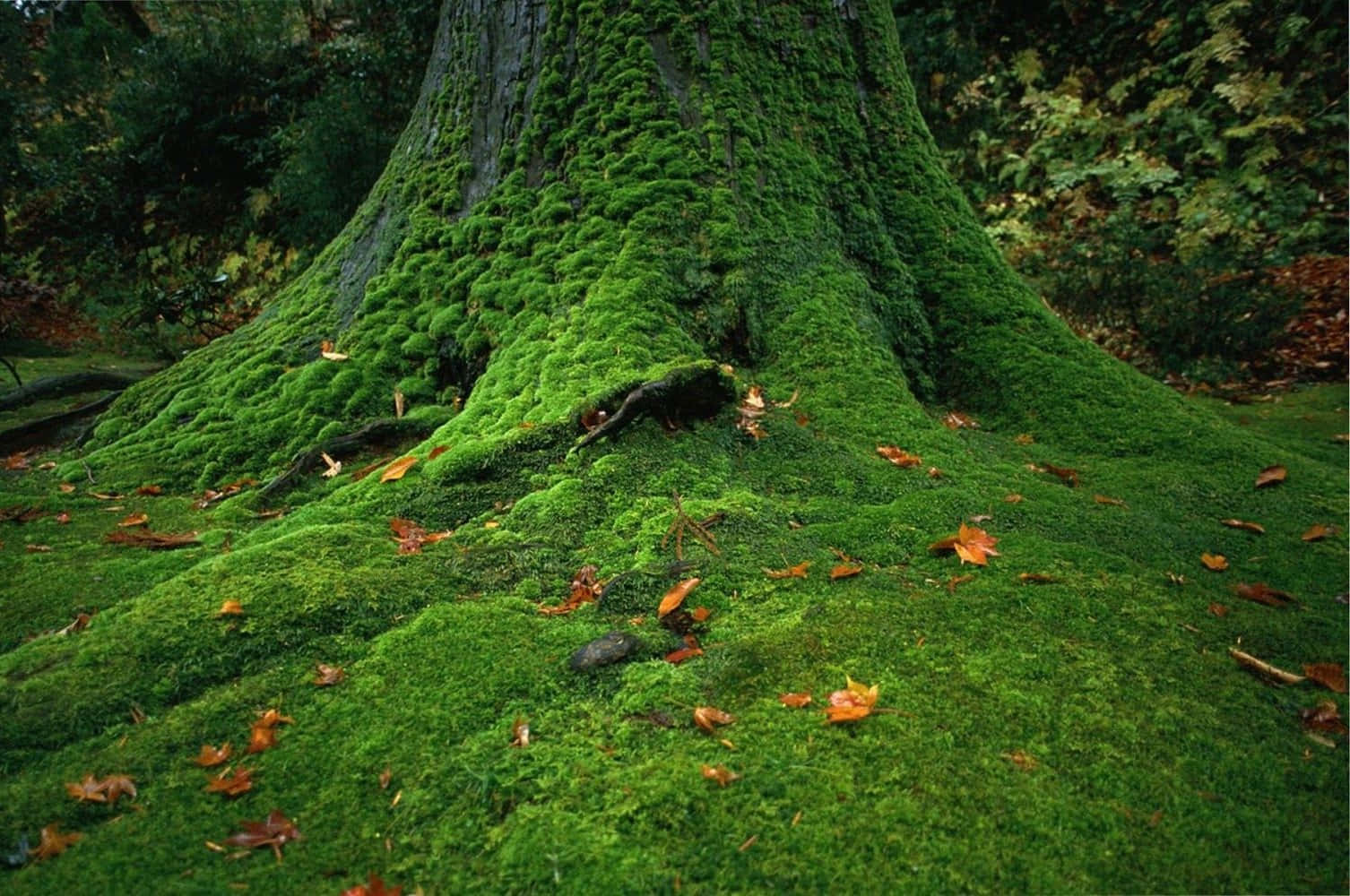 Experiencing Joyful Nature - One Person Sitting in the Middle of a Mossy Landscape