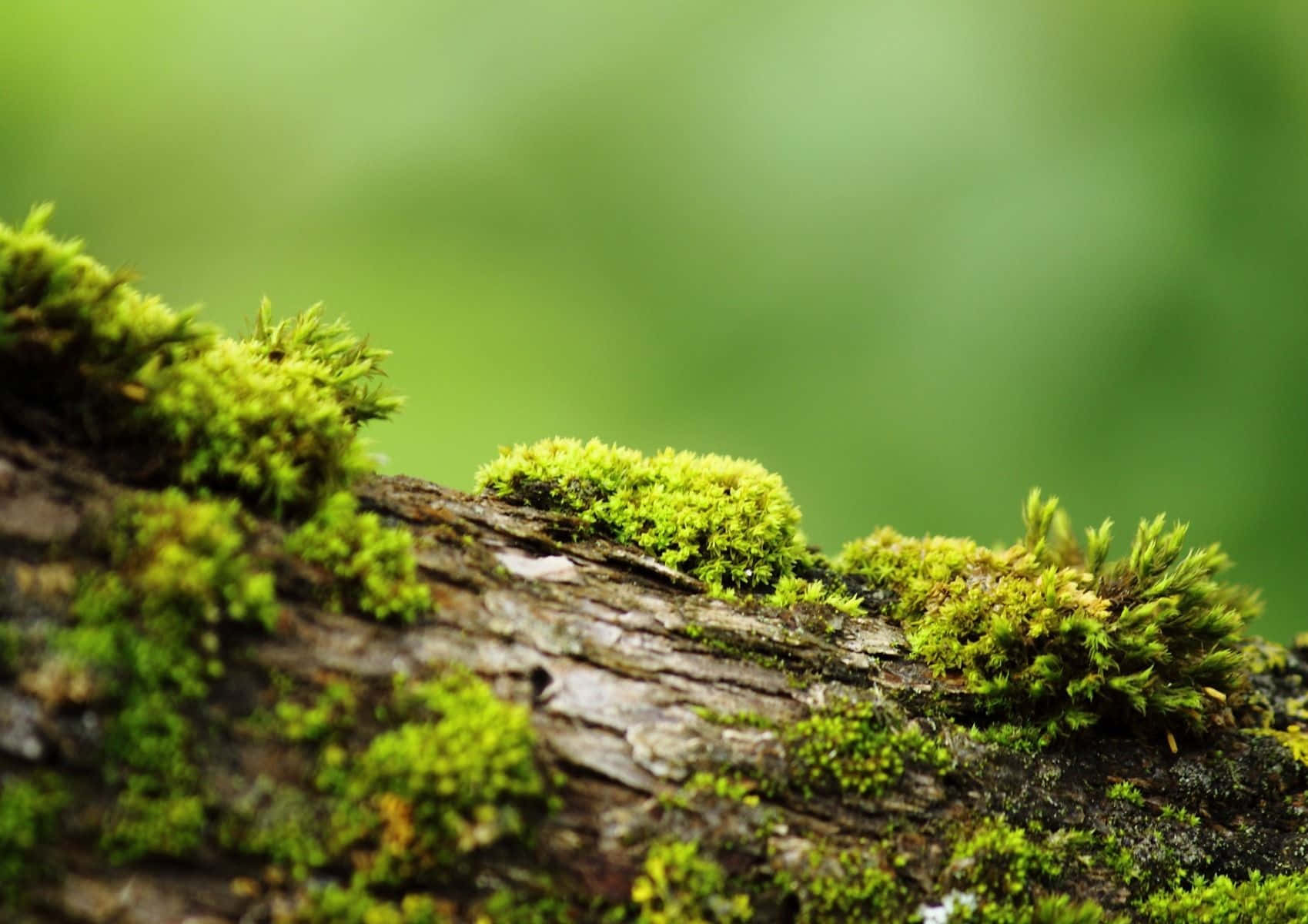 Moss Enhances Natural Landscaping