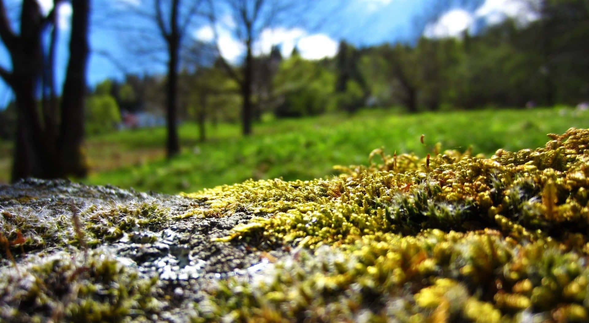 The Beauty of Moss - A Closeup of a Rich, Green Moss Growth