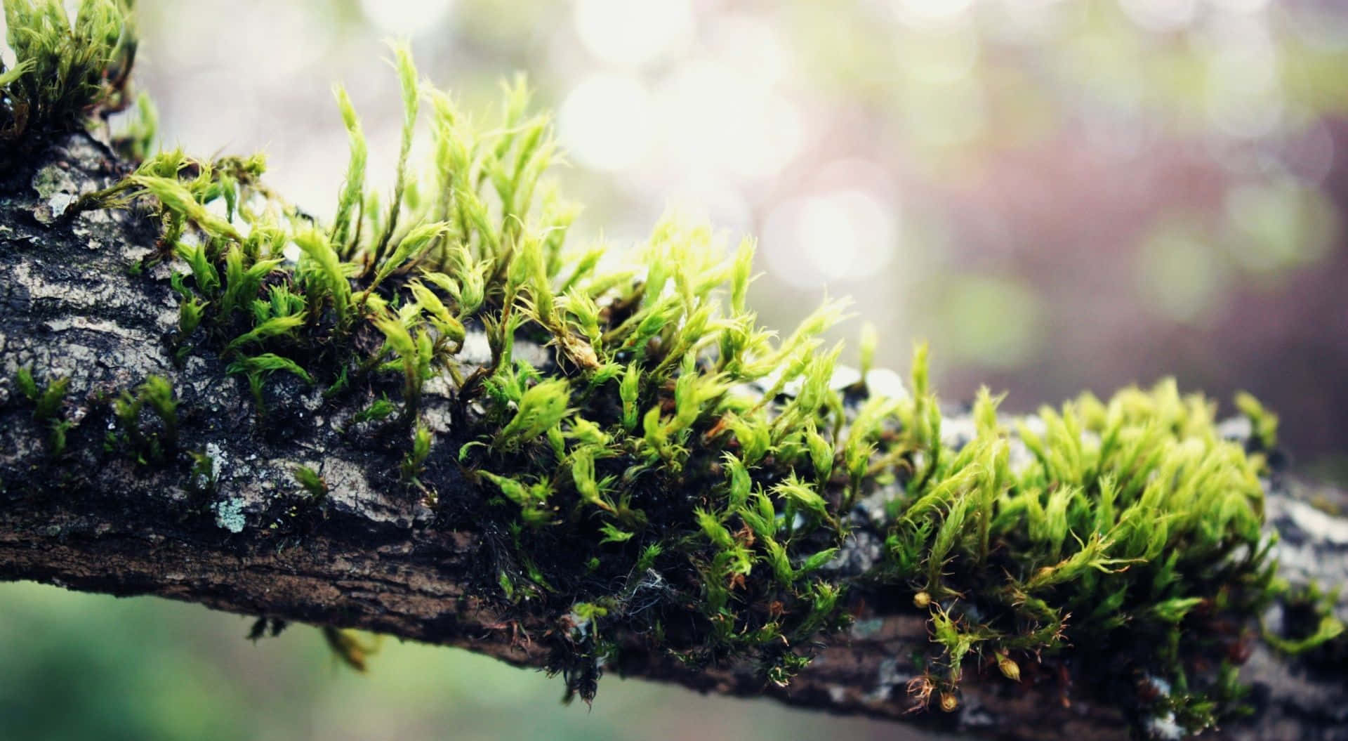 Explore Nature with the Beauty of Moss