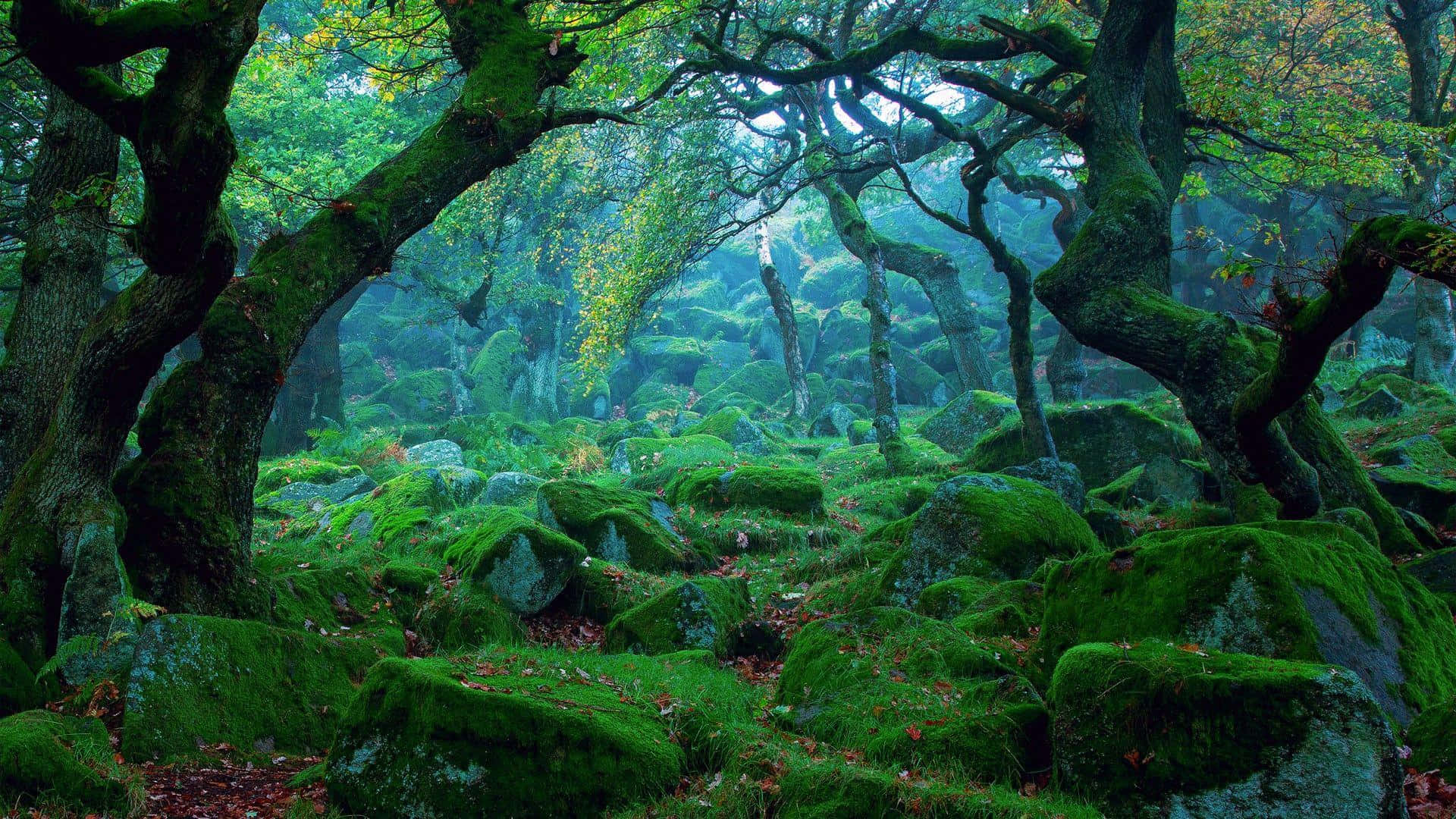 A Forest With Moss Covered Rocks And Trees