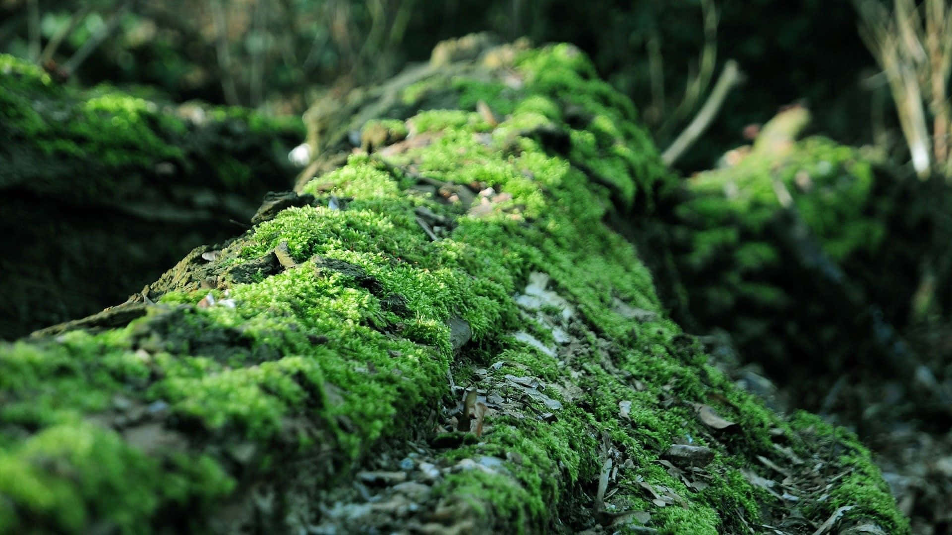Natural Ecosystem of Moss