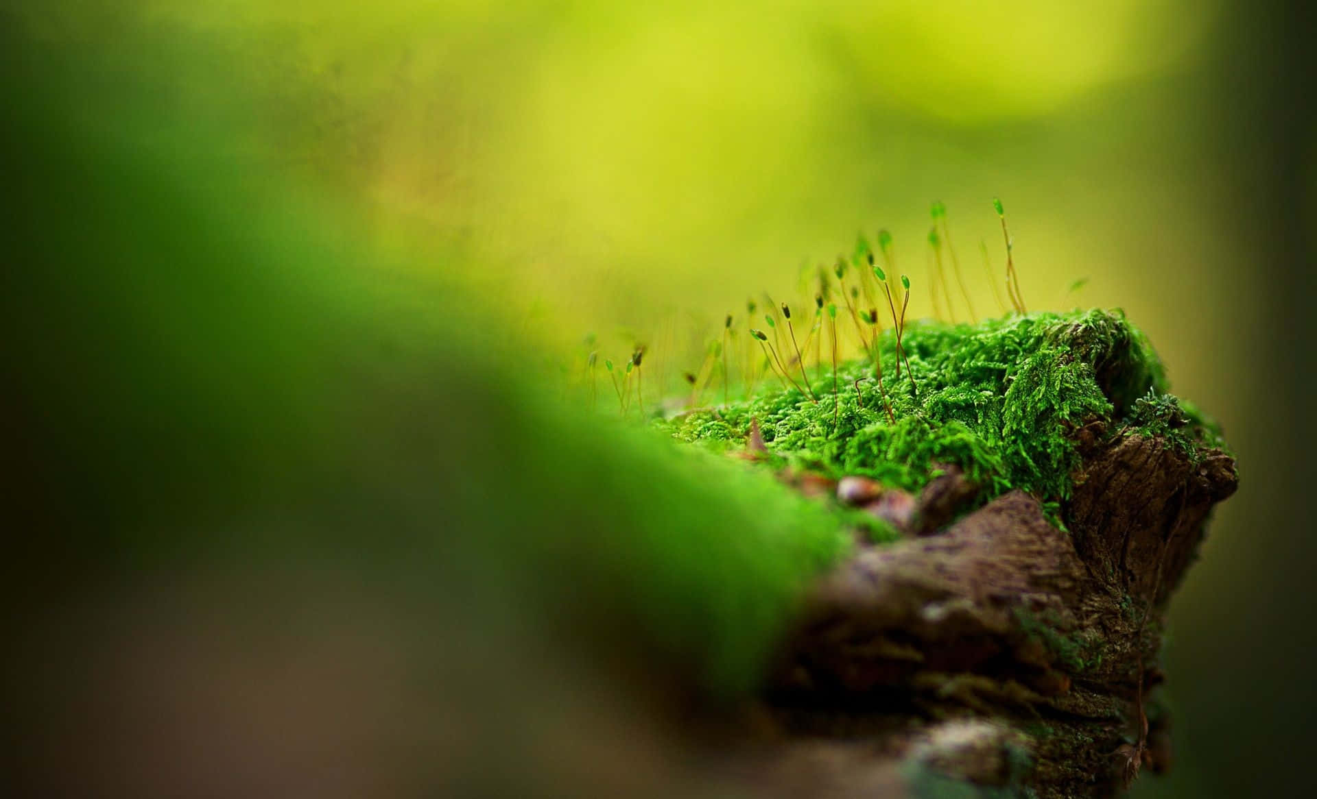 Mossy Log Sitting On Top Of A Forest Floor Background Moss Picture  Background Image And Wallpaper for Free Download