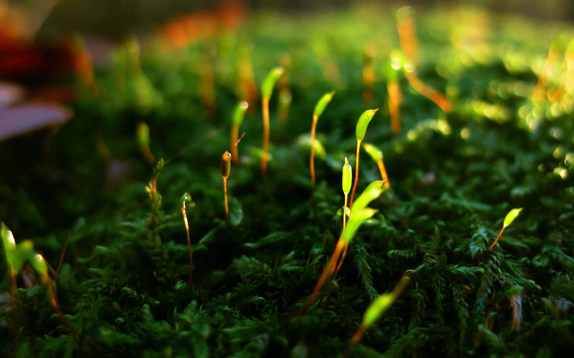 A close-up view of soft, lush moss in nature.