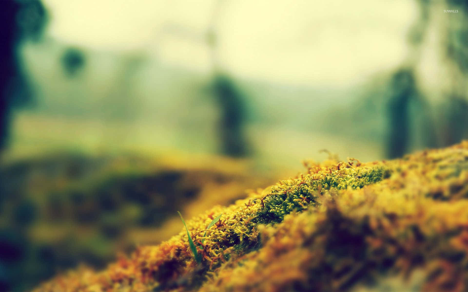 Explore nature's beauty with Moss