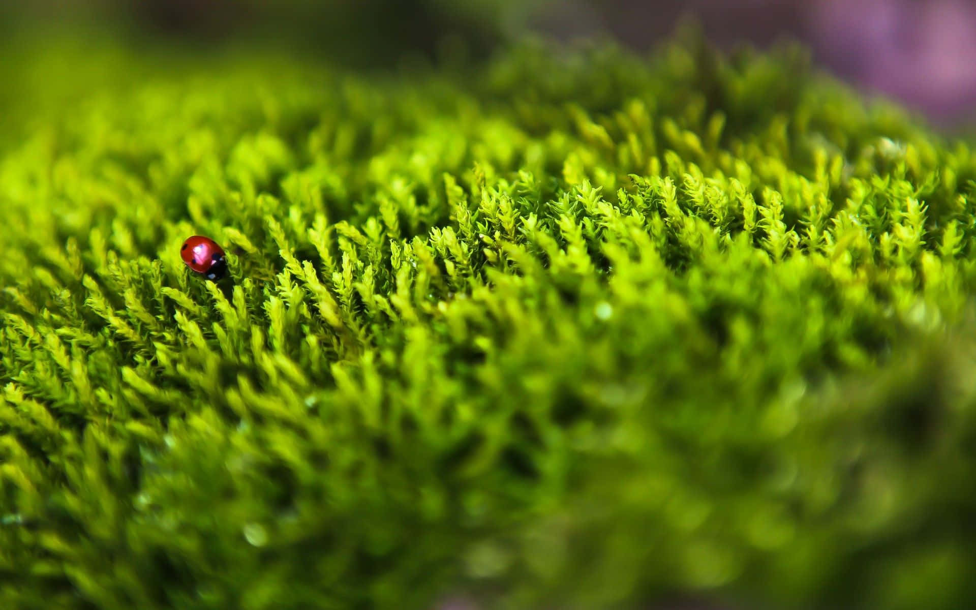 Green moss is growing at the root of the tree Moss texture in nature for  wallpaper soft focus 3656883 Stock Photo at Vecteezy
