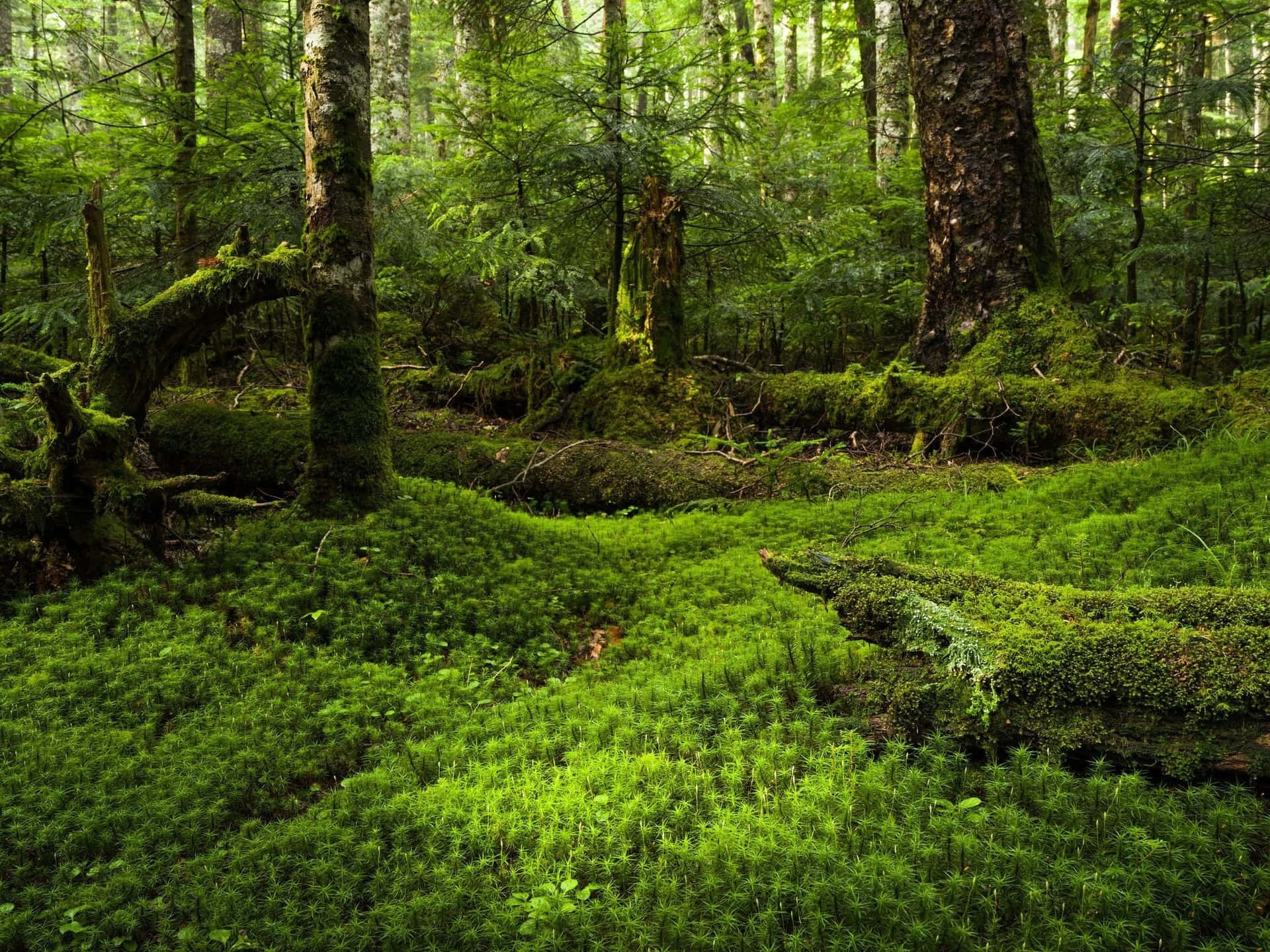 A Forest With Moss And Trees In It