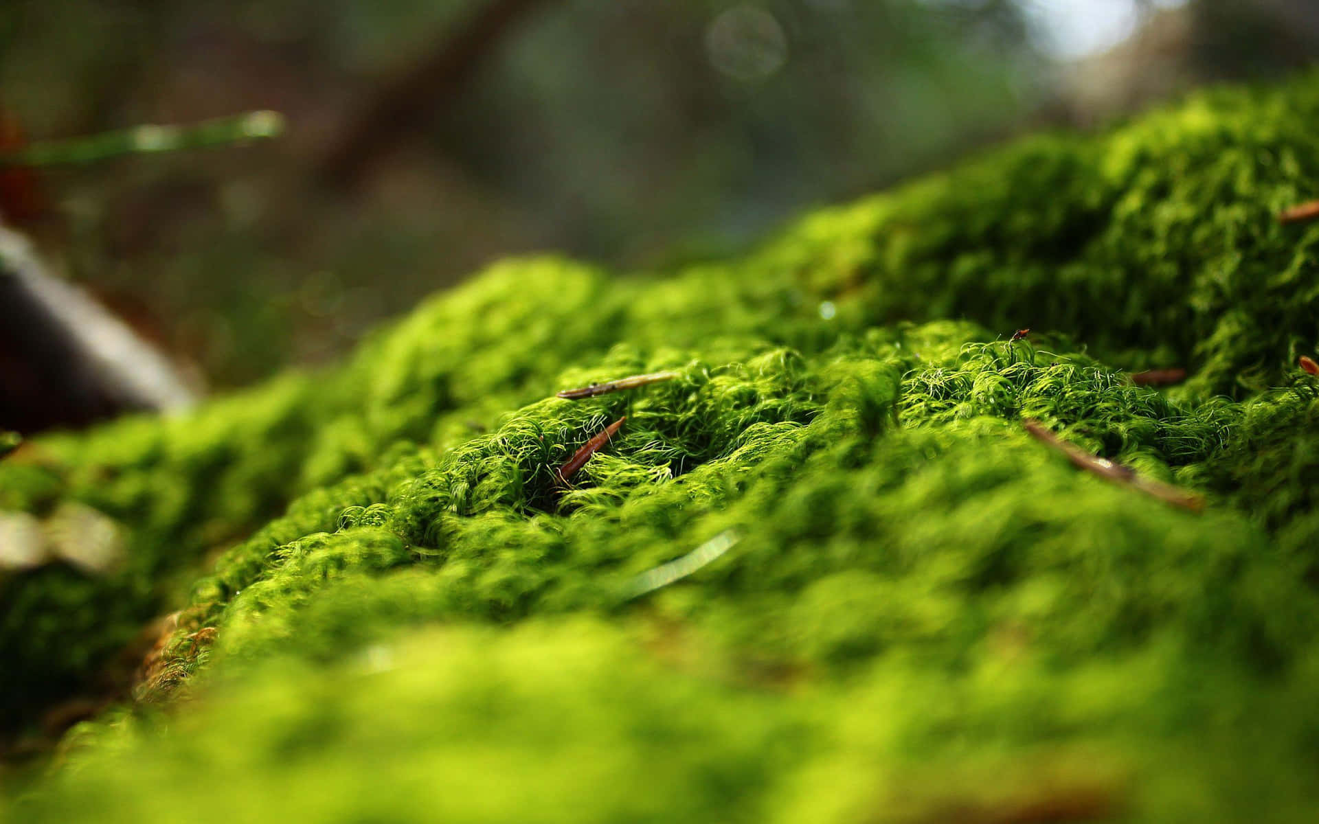 A carpet of vivid green moss covering a forest floor