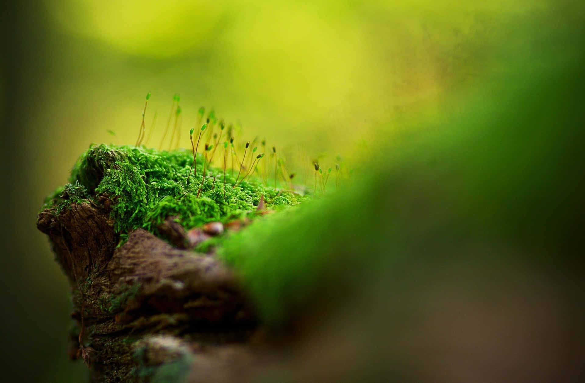 Download A Close Up Of A Green Moss Covered Tree Stump | Wallpapers.com