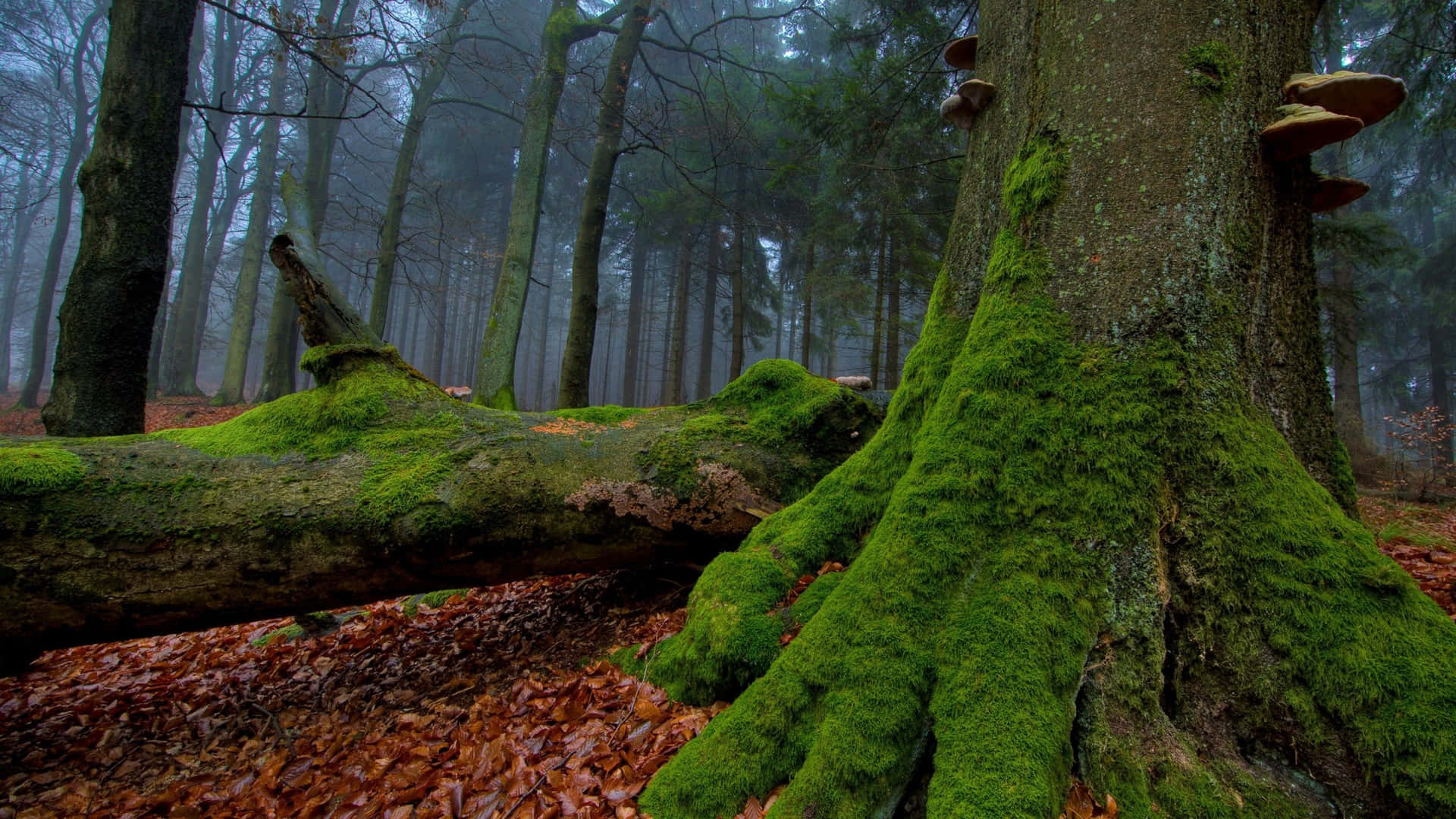 The Beauty of Nature - A Surreal Landscape Covered in Moss