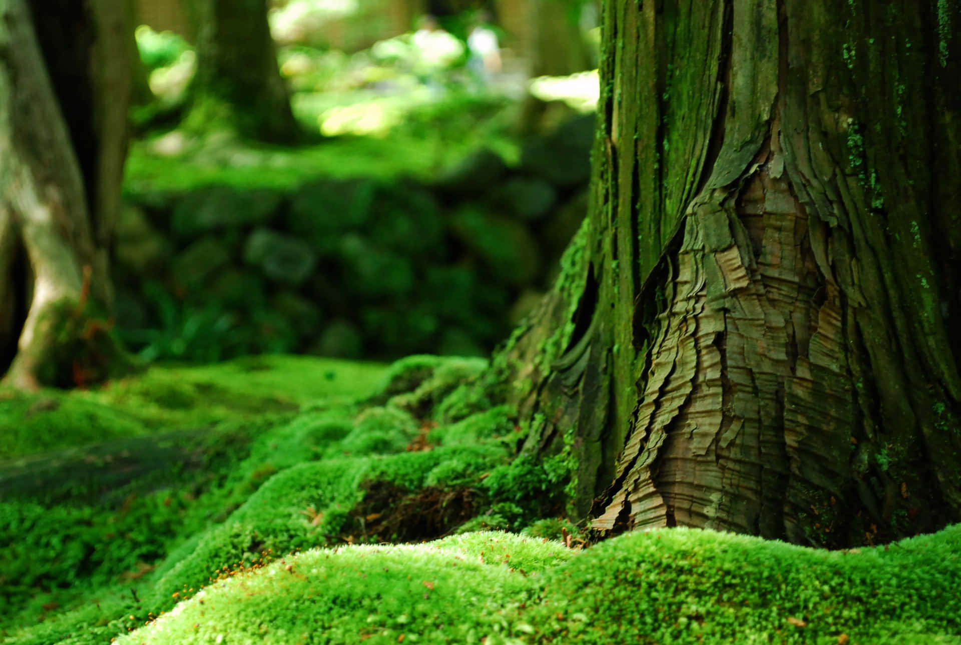 Ilbrillante Muschio Verde Forma Un Magnifico Tappeto Nella Natura