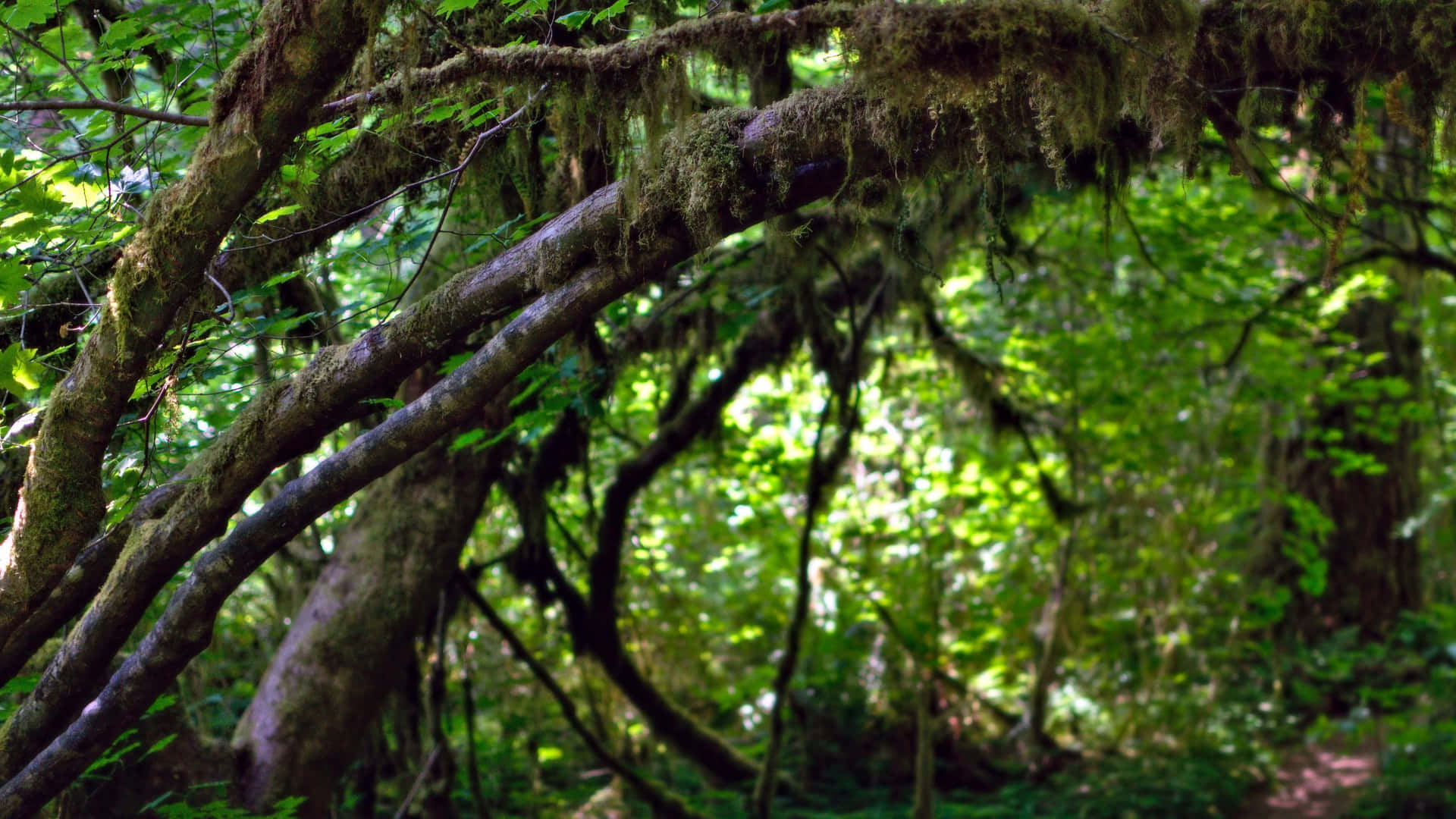 Saftiggrønt Mos Tæppe På Skovbunden