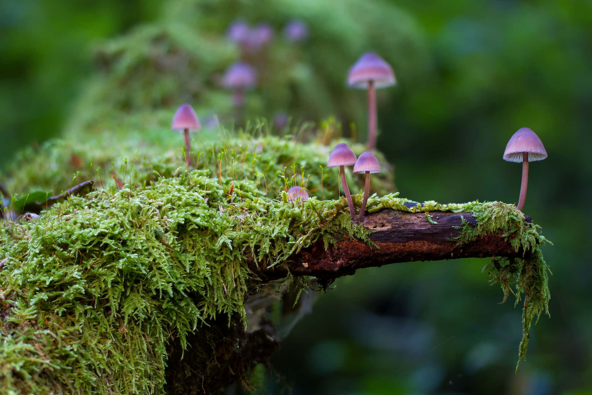 The burst of light reflected on a bed of moss, highlighting its vibrant colors