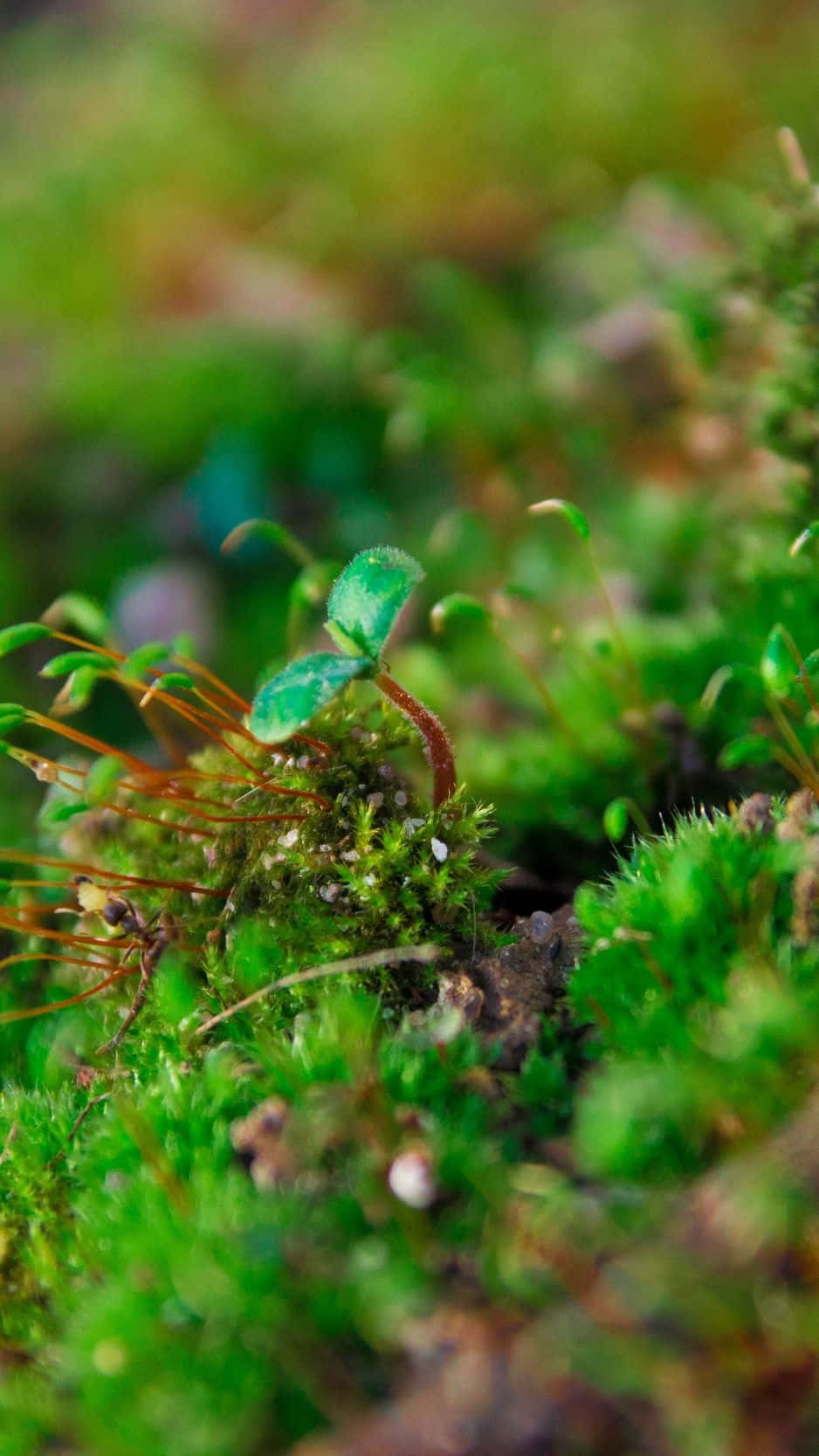 Explore the Mysteriously Inviting World of Moss