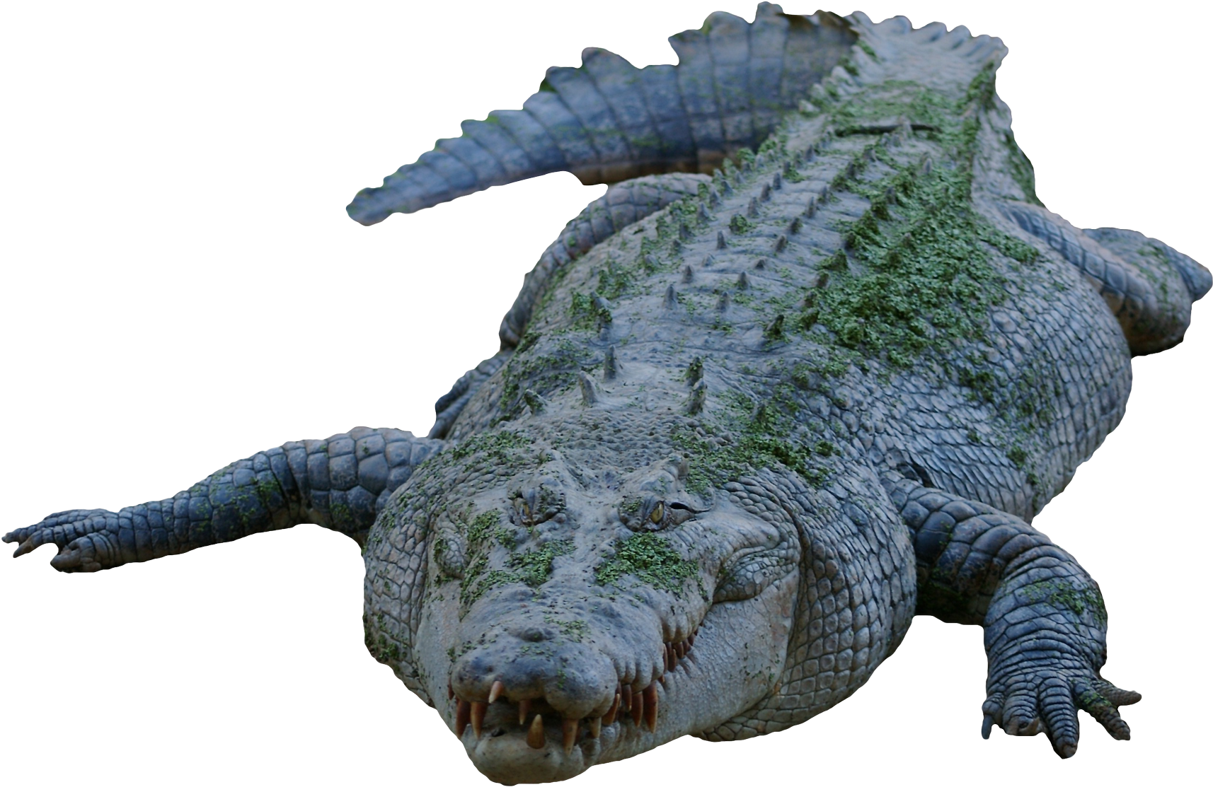Moss Covered Crocodile PNG