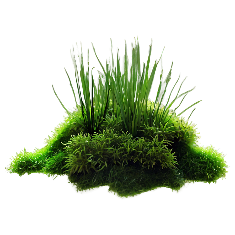 Moss Plant Png 05032024 PNG
