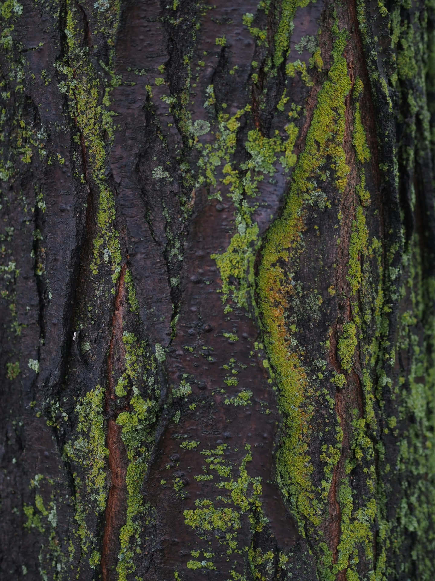 Mossy Bark Texture Green Brown Aesthetic.jpg Wallpaper