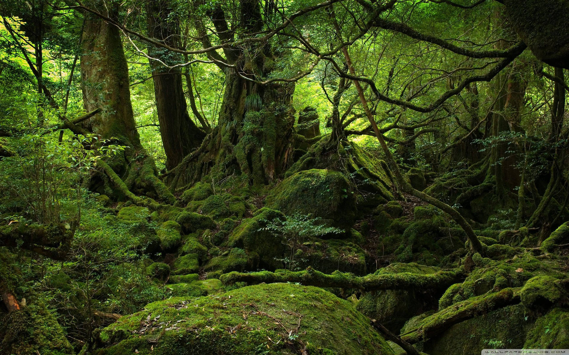Mossy Forest Background Wallpaper