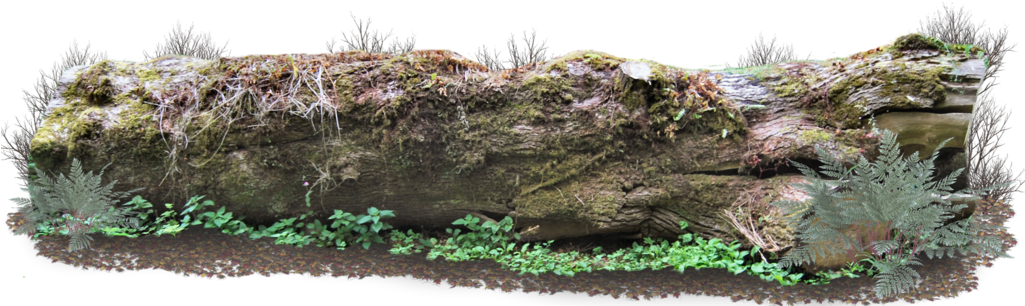 Mossy Forest Log PNG