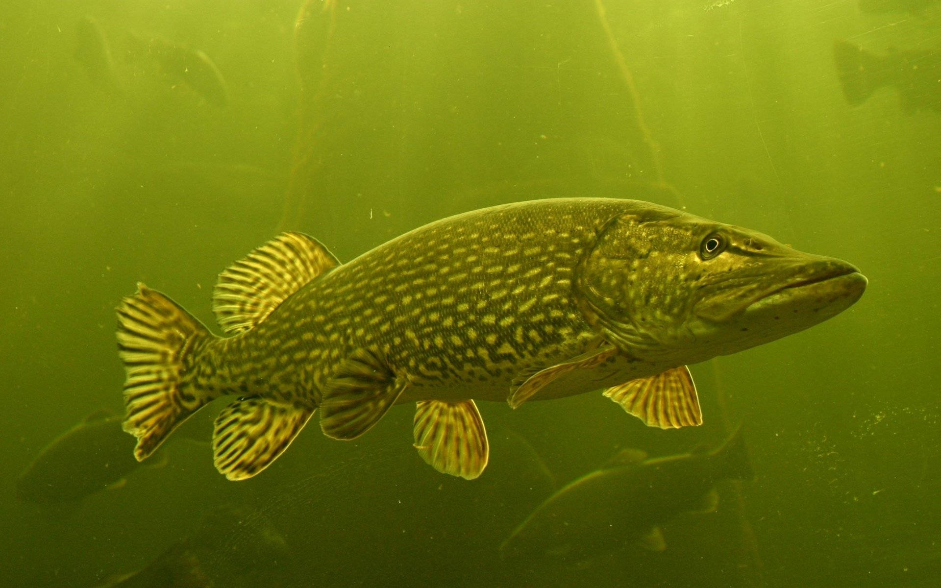 Mossy Lake Pike Fish Wallpaper