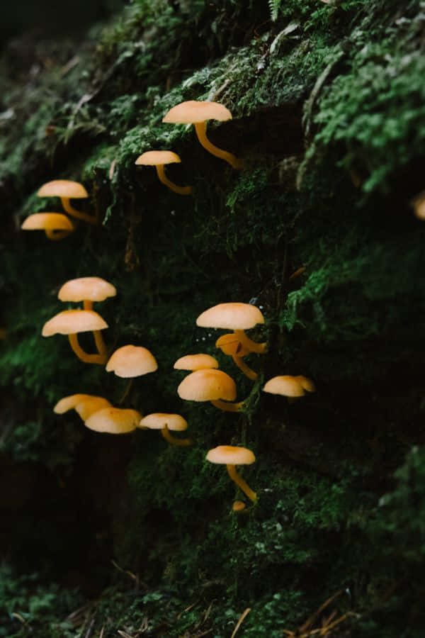 Mossy_ Log_with_ Mushrooms_ Goblincore Wallpaper