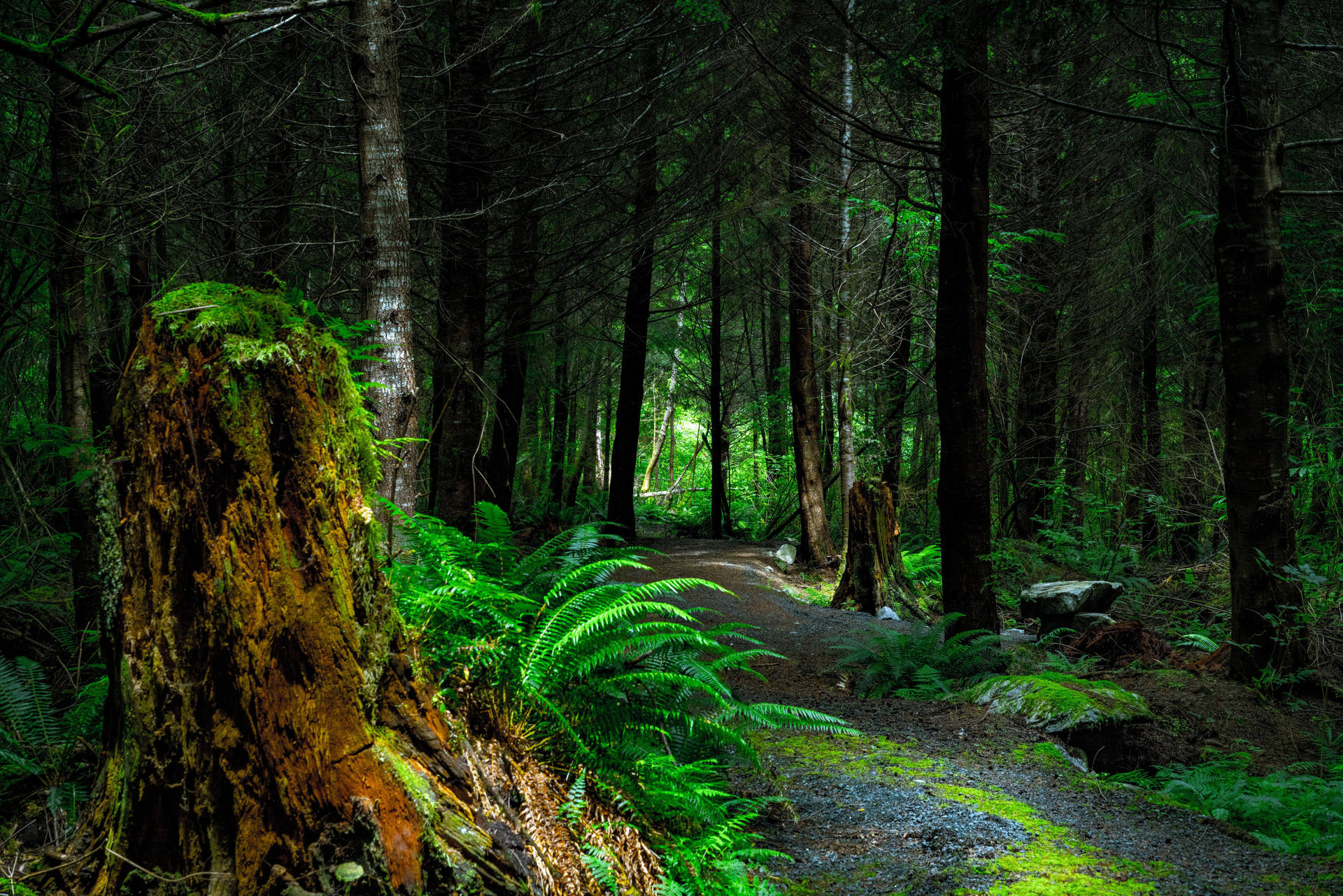 Enchanting Mossy Path Through Rainforest Wallpaper