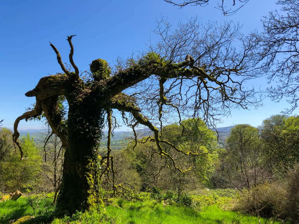 Mossy Tree Silhouette Newry U K Wallpaper