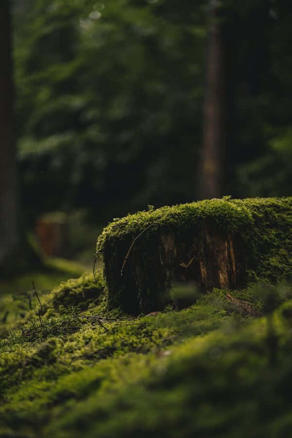 Mossy Tree Stump_ Goblincore Forest Scene.jpg Wallpaper