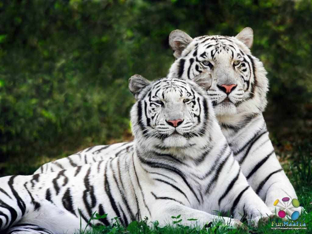 Meet the Most Beautiful Animals on Earth Wallpaper