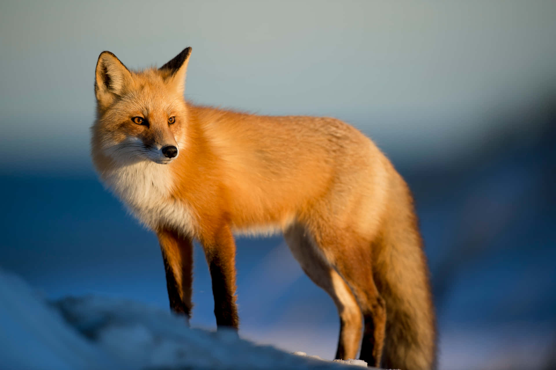 A Red Fox Standing On Top Of A Snowy Hill Wallpaper