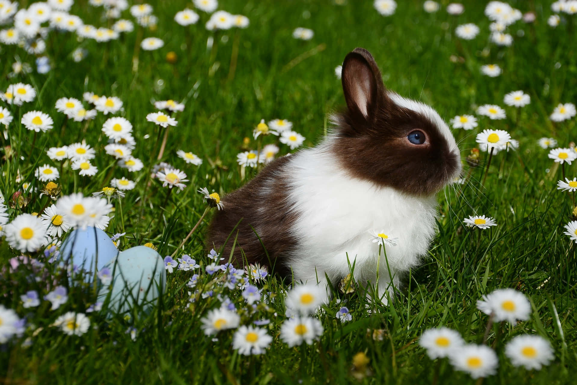 a rabbit is sitting in a field of daisies Wallpaper
